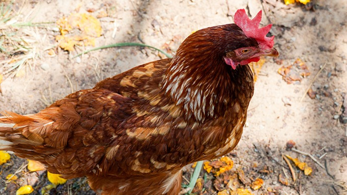 Illustration : "Le harnais pour promener une poule"