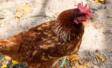 Illustration : "Le harnais pour promener une poule"