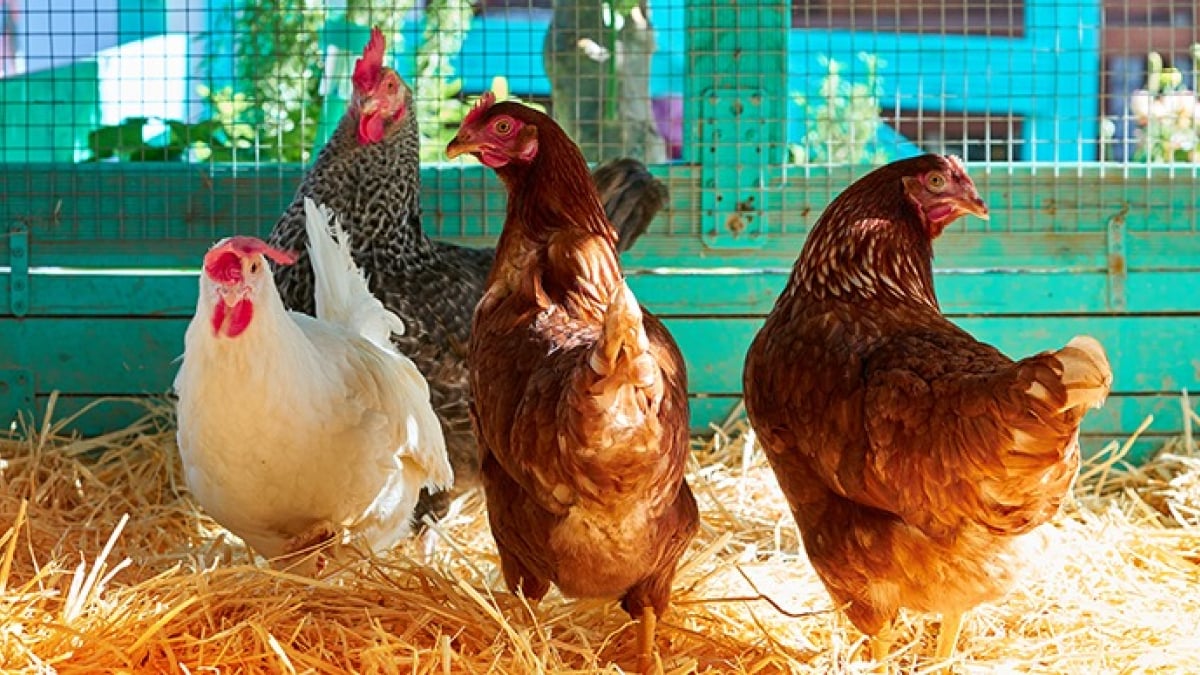 Choisir un mangeoire pour poules : guide d'achat pour bien choisir