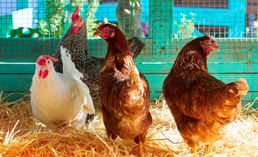 Illustration : "Choisir un poulailler pour 4, 5 ou 6 poules"