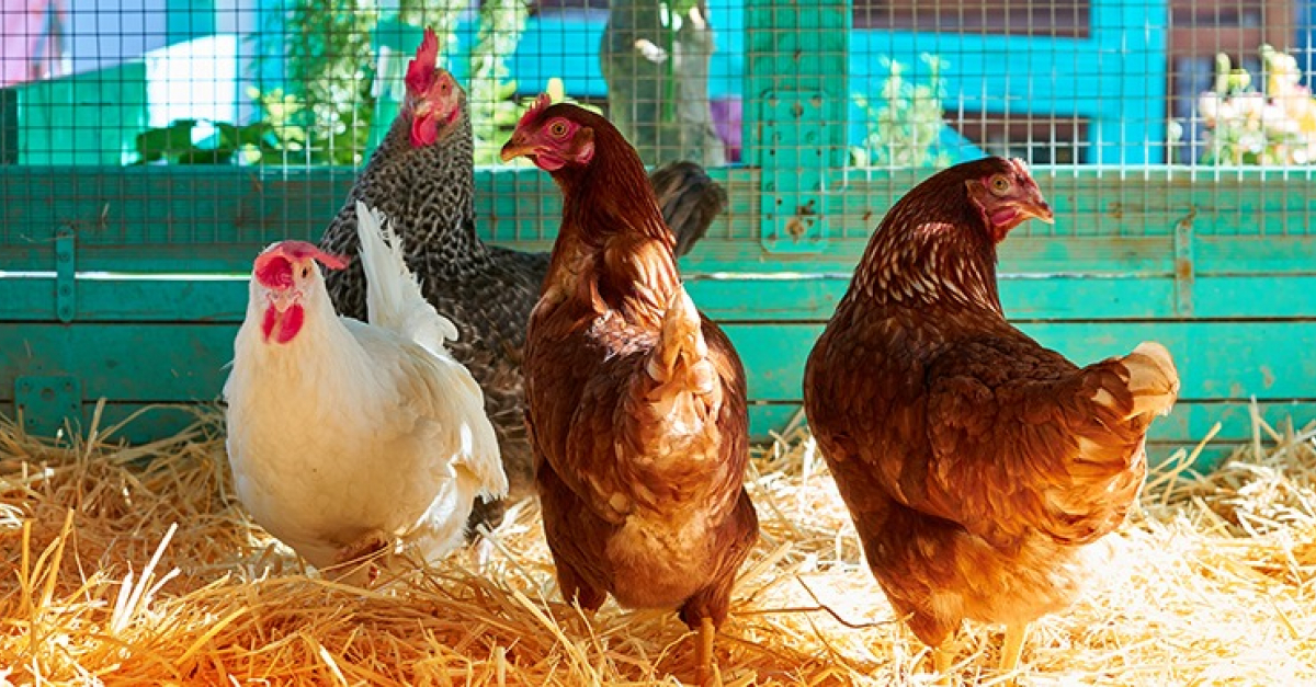 Choisir un poulailler pour 4 à 6 poules : guide du0027achat pour bien 