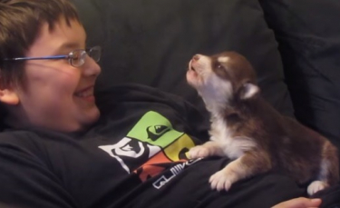 Illustration : "L'instant mignon d'un chiot Malamute de l'Alaska émettant ses premières vocalises fait 20 millions de vues "