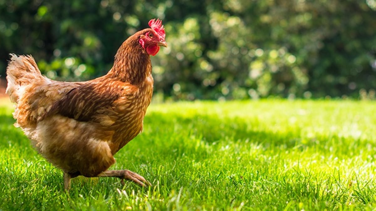 Illustration : "Faire face à la mort d'une poule"