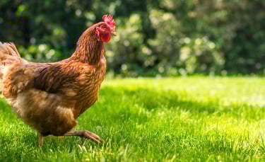 Illustration : "Faire face à la mort d'une poule"