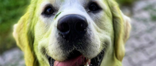 Illustration : "10 chiens qui adorent se rouler dans l'herbe fraîchement tondue"