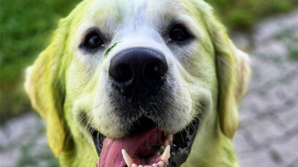 Illustration : 10 chiens qui adorent se rouler dans l'herbe fraîchement tondue