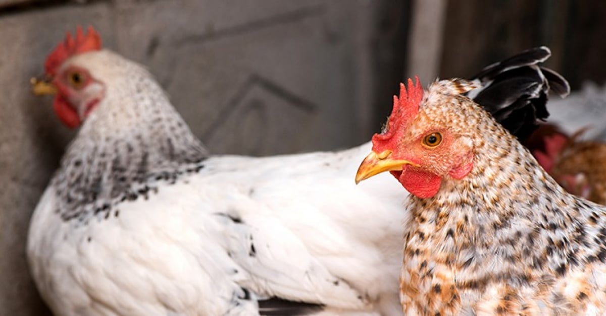 Les Conflits Entre Poules Causes Et Solutions