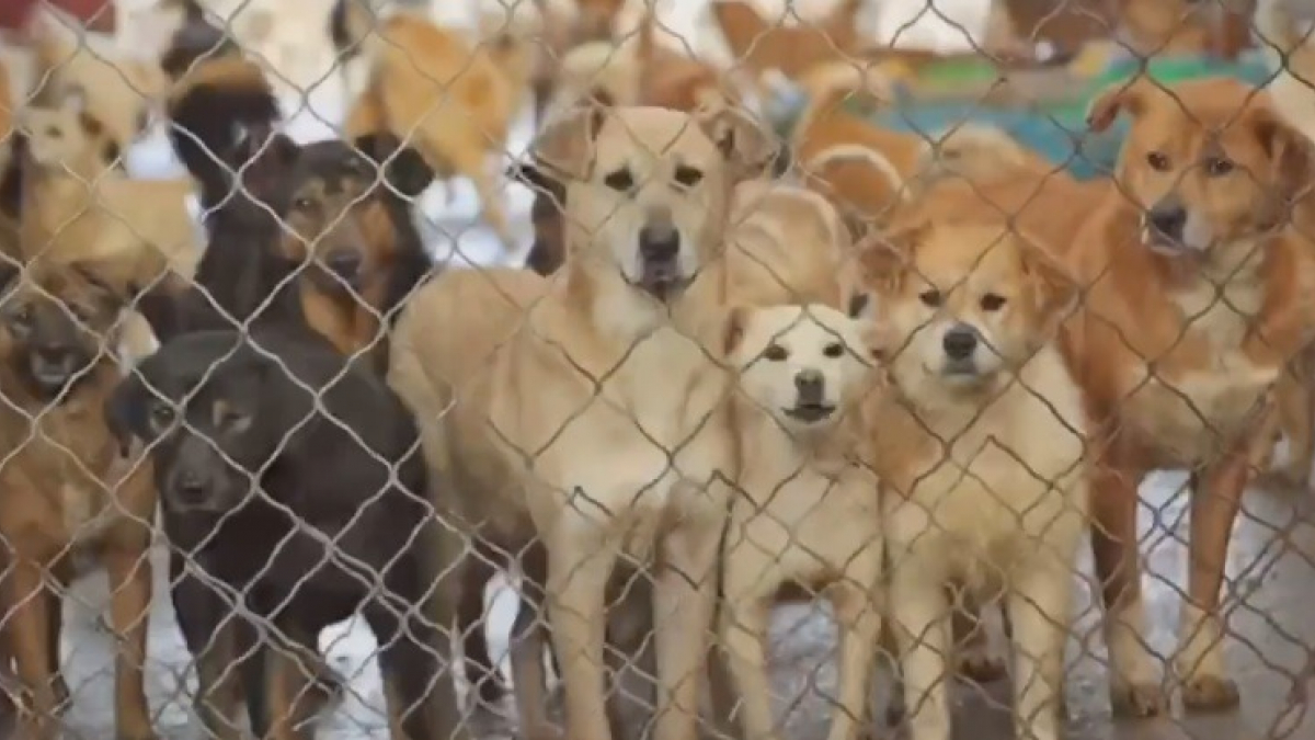 Illustration : "Plus de 200 chiens sauvés du marché de la viande en Chine vont prendre l'avion pour rejoindre leurs nouvelles maisons aux Etats-Unis !"