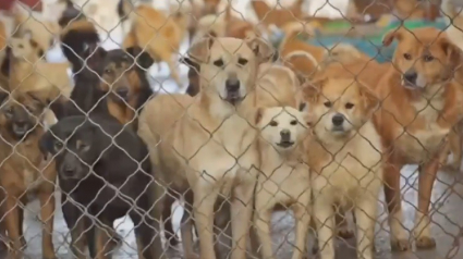 Illustration : Plus de 200 chiens sauvés du marché de la viande en Chine vont prendre l'avion pour rejoindre leurs nouvelles maisons aux Etats-Unis !