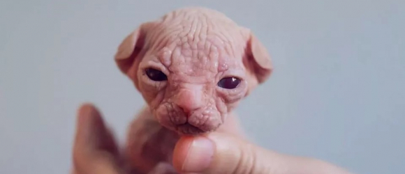 Illustration : "9 photos uniques de chats Sphynx"