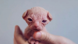 Illustration : "9 photos uniques de chats Sphynx"