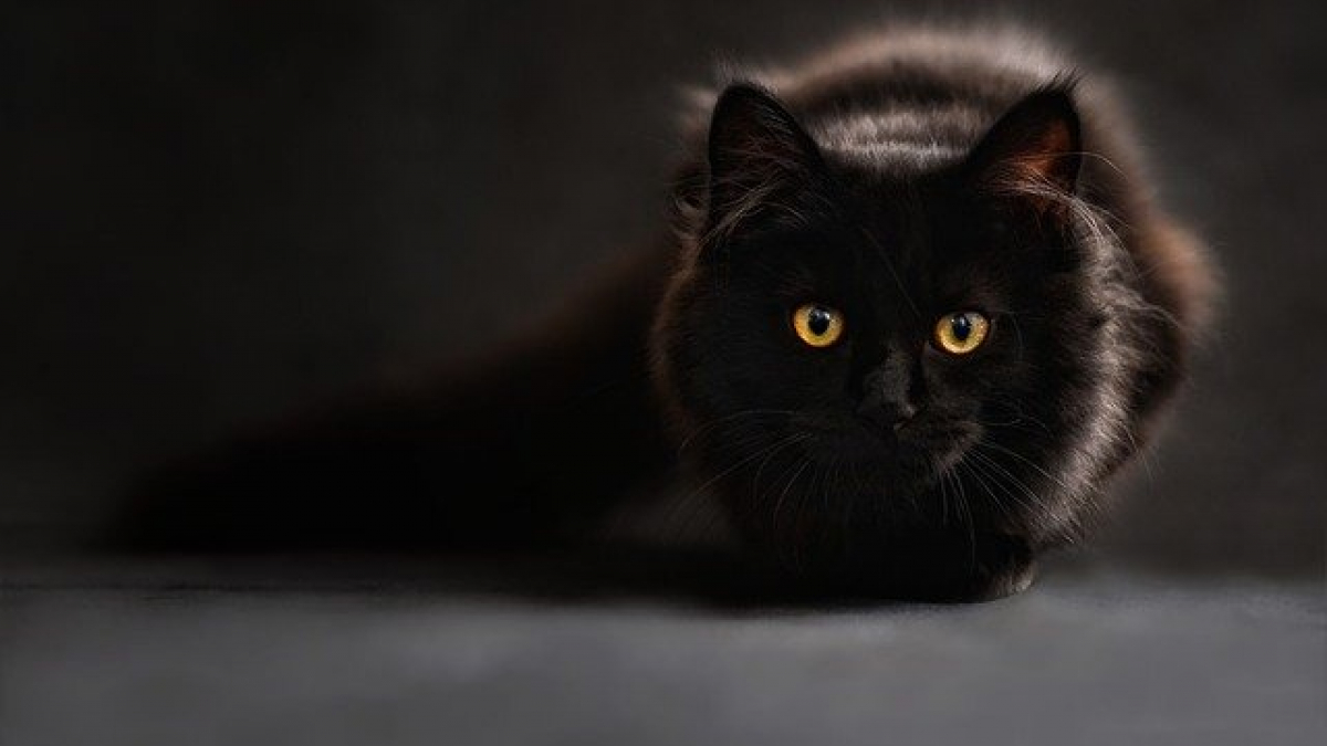 Illustration : "5 infos méconnues sur les chats noirs "
