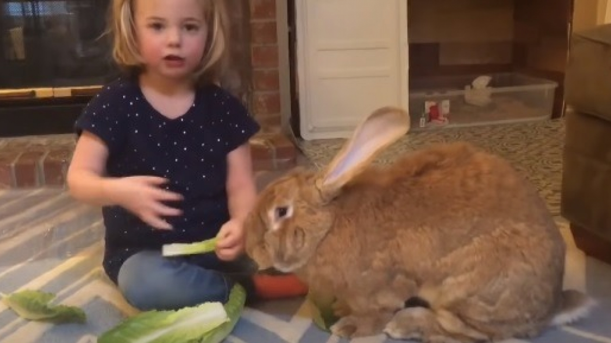 Illustration : "Un lapin de compagnie gigantesque fait presque la même taille que sa soeur humaine de 3 ans !"