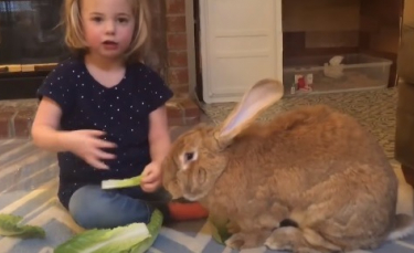 Illustration : "Un lapin de compagnie gigantesque fait presque la même taille que sa soeur humaine de 3 ans !"