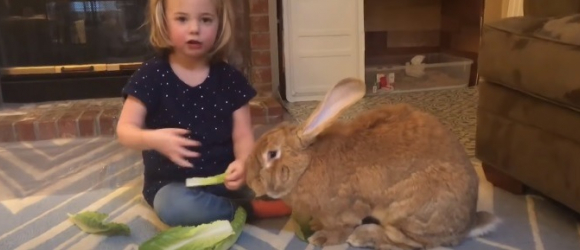 Illustration : "Un lapin de compagnie gigantesque fait presque la même taille que sa soeur humaine de 3 ans !"