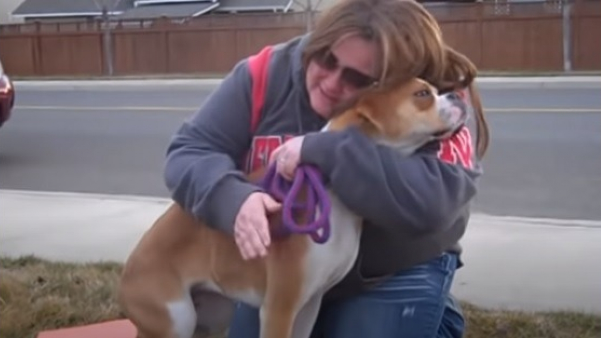Illustration : "Une mère d'accueil pleure pendant 4 jours à l'idée de se séparer d'un chien, mais sa vie change à tout jamais lorsqu'elle tente d'appeler l'adoptant (vidéo)"
