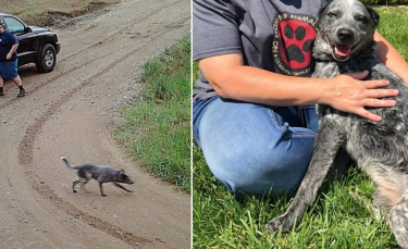 Illustration : "Une caméra capture l'instant où un propriétaire abandonne son chien. Confus, il attend son maître assis pendant des heures avant d'être recueilli"