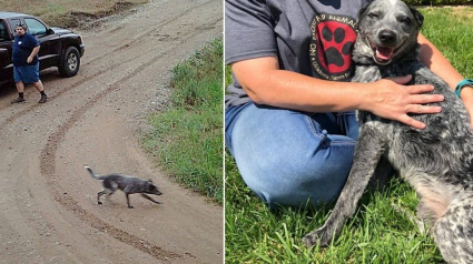 Illustration : Une caméra capture l'instant où un propriétaire abandonne son chien. Confus, il attend son maître assis pendant des heures avant d'être recueilli