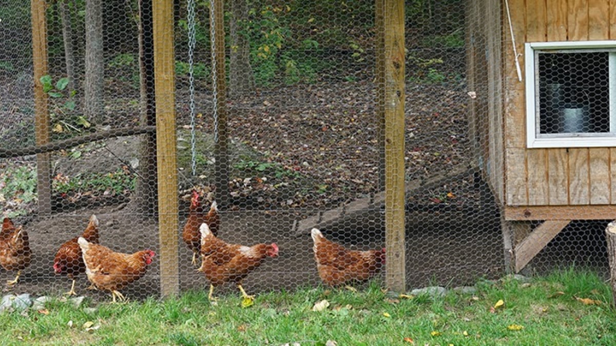 Illustration : "Choisir un poulailler XXL pour 10, 11 ou 12 poules"