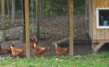 Illustration : "Choisir un poulailler XXL pour 10, 11 ou 12 poules"