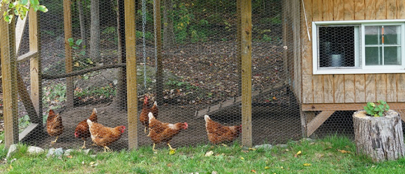 Illustration : "Choisir un poulailler XXL pour 10, 11 ou 12 poules"