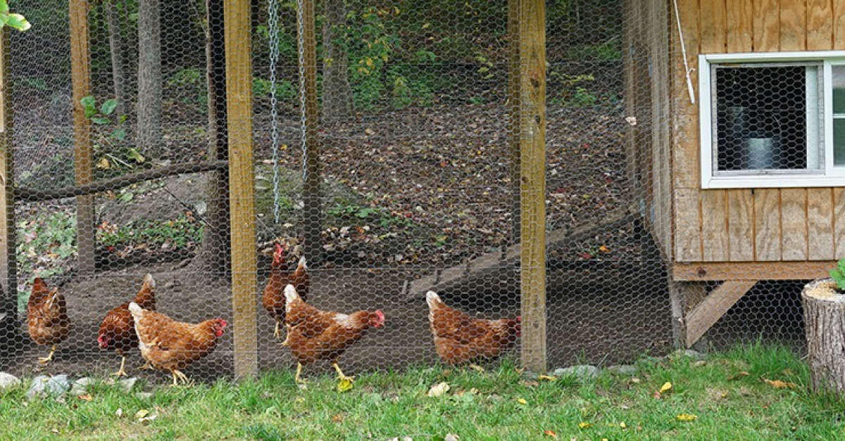 Choisir un poulailler XXL pour 10 à 12 poules : guide du0027achat pour 