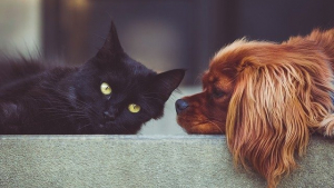 Illustration : "7 astuces pour présenter votre nouvel animal de compagnie à votre famille"