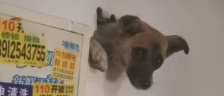 Illustration : "Effrayé à cause des coups de pétards, un chien reste coincé dans un mur !"