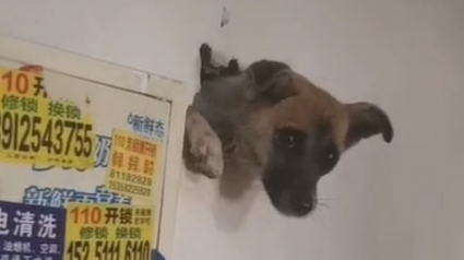 Illustration : Effrayé à cause des coups de pétards, un chien reste coincé dans un mur !