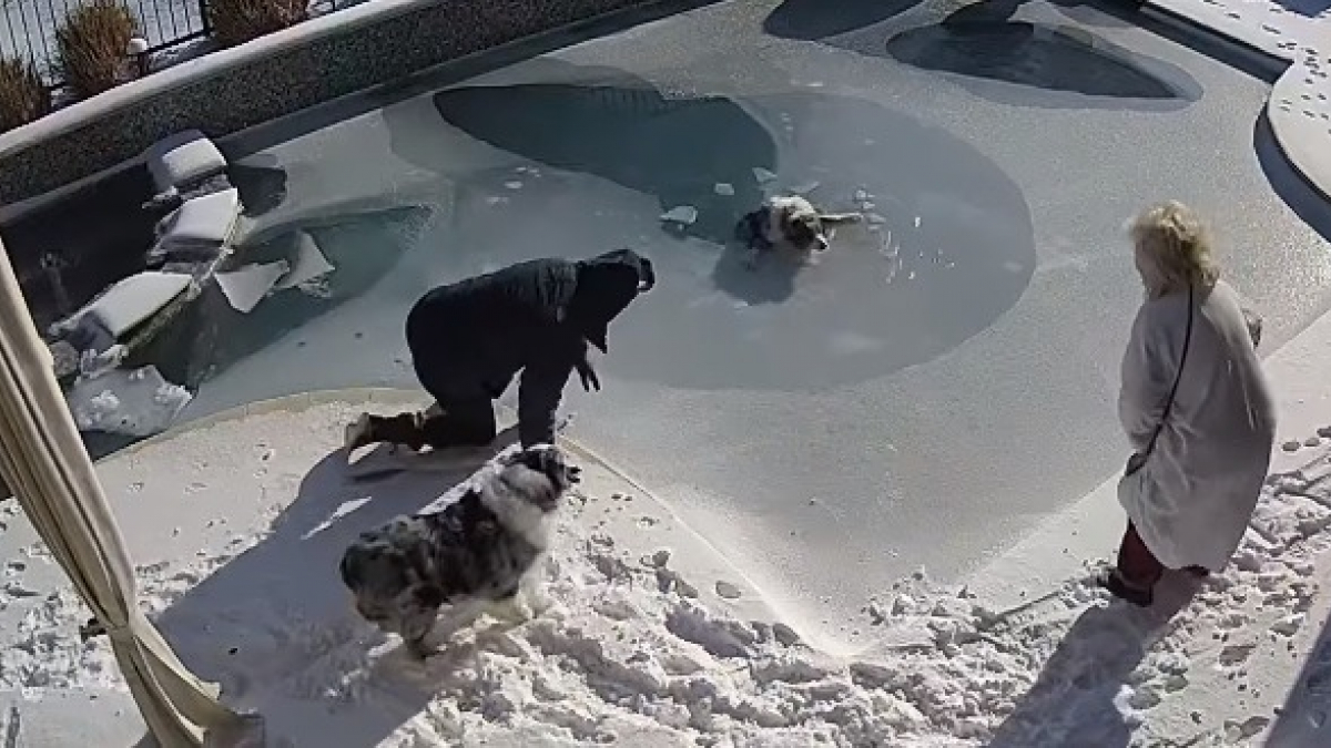 Illustration : "Le sauvetage réflexe d'un homme pour sauver son chien piégé sous la glace de sa piscine (vidéo)"