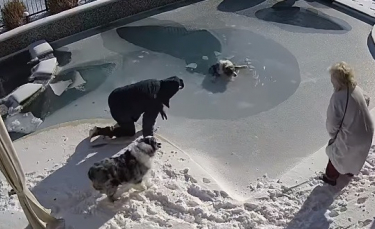 Illustration : "Le sauvetage réflexe d'un homme pour sauver son chien piégé sous la glace de sa piscine (vidéo)"