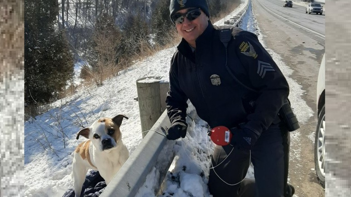 Illustration : "Un policier utilise son sandwich pour tenter de sauver un chien errant en plein milieu du trafic"