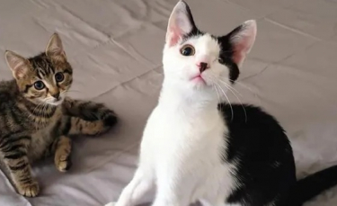 Illustration : "Un chaton affaibli, faisant la taille de la paume d'une main, se rétablit et devient ami avec un chat borgne"