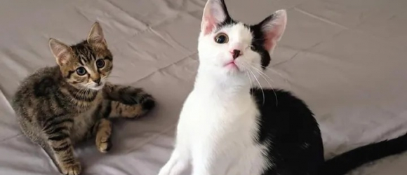 Illustration : "Un chaton affaibli, faisant la taille de la paume d'une main, se rétablit et devient ami avec un chat borgne"
