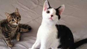 Illustration : "Un chaton affaibli, faisant la taille de la paume d'une main, se rétablit et devient ami avec un chat borgne"