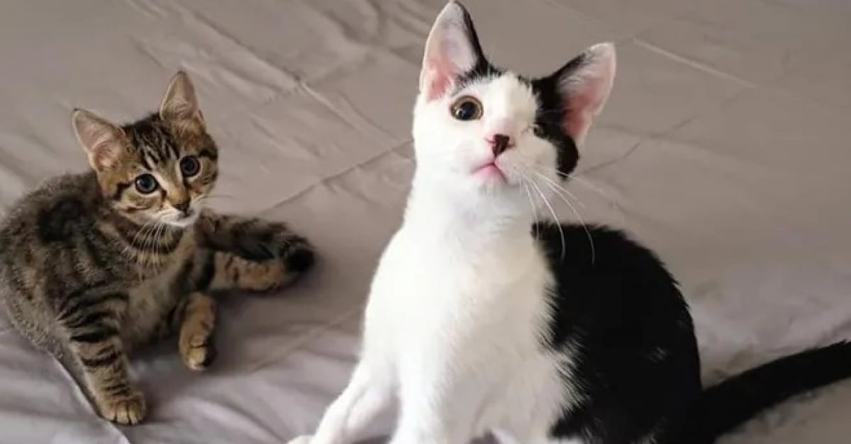 Un Chaton Affaibli Faisant La Taille De La Paume D Une Main Se Retablit Et Devient Ami Avec Un Chat Borgne Un Chaton Affaibli Faisant La Taille De La Paume D Une Main Se Retablit Et Devient Ami Avec Un Chat Borgne