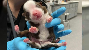 Illustration : "Un chien né avec 6 pattes et plusieurs handicaps lourds défie tous les pronostics "