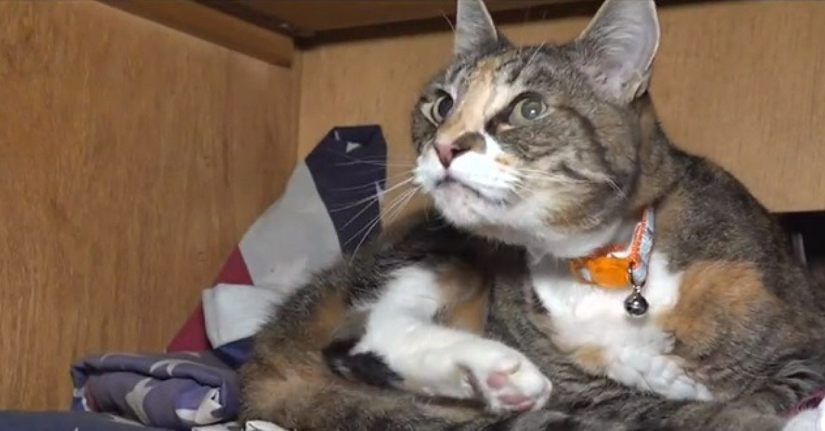 Piege Dans L Incendie De Sa Maison Un Chat Est Sauve Par Un Pompier Grace A Un Massage Cardiaque Et Un Masque A Oxygene Piege Dans L Incendie De Sa Maison Un Chat Est Sauve Par Un Pompier Grace A Un Massage Cardiaque Et Un Masque A Oxygene