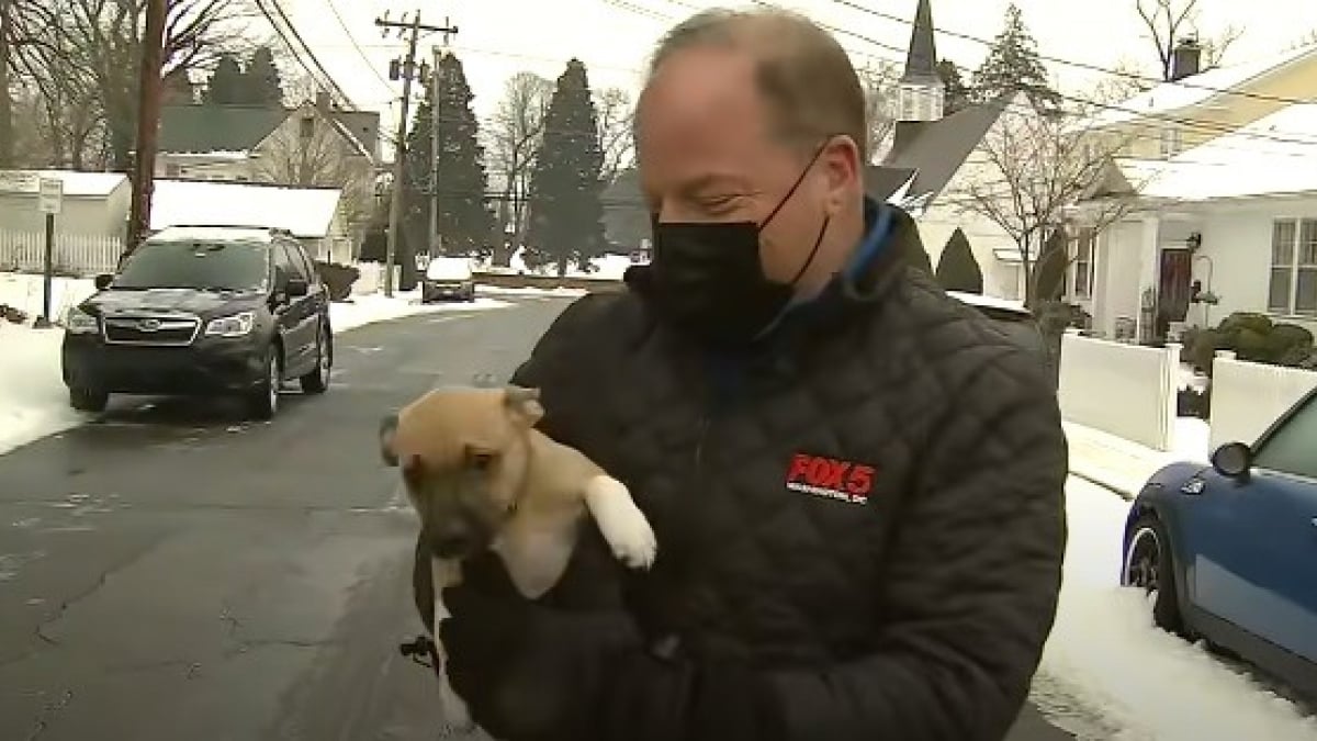 Illustration : "Un envoyé spécial stoppe son direct pour un moment câlin et insolite avec un chiot qui accourt vers lui (vidéo)"