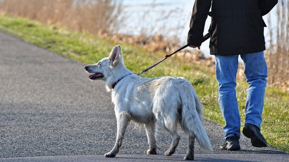 Illustration : "10 moyens de protéger votre chien contre les voleurs !"