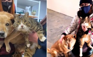 Illustration : "Inséparables, le chien aveugle et son ami chat ont finalement été adoptés ensemble"