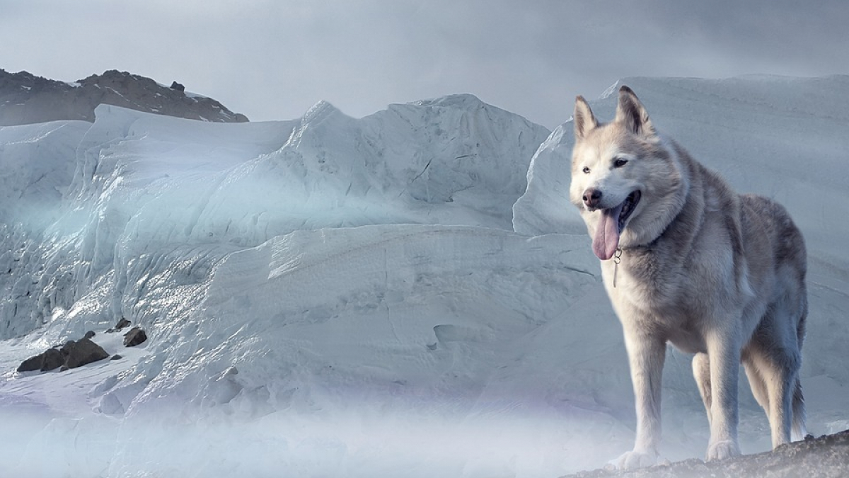 Illustration : "Les premiers humains ayant foulé le continent nord-américain, il y a 10 000 ans, étaient accompagnés de chiens !"