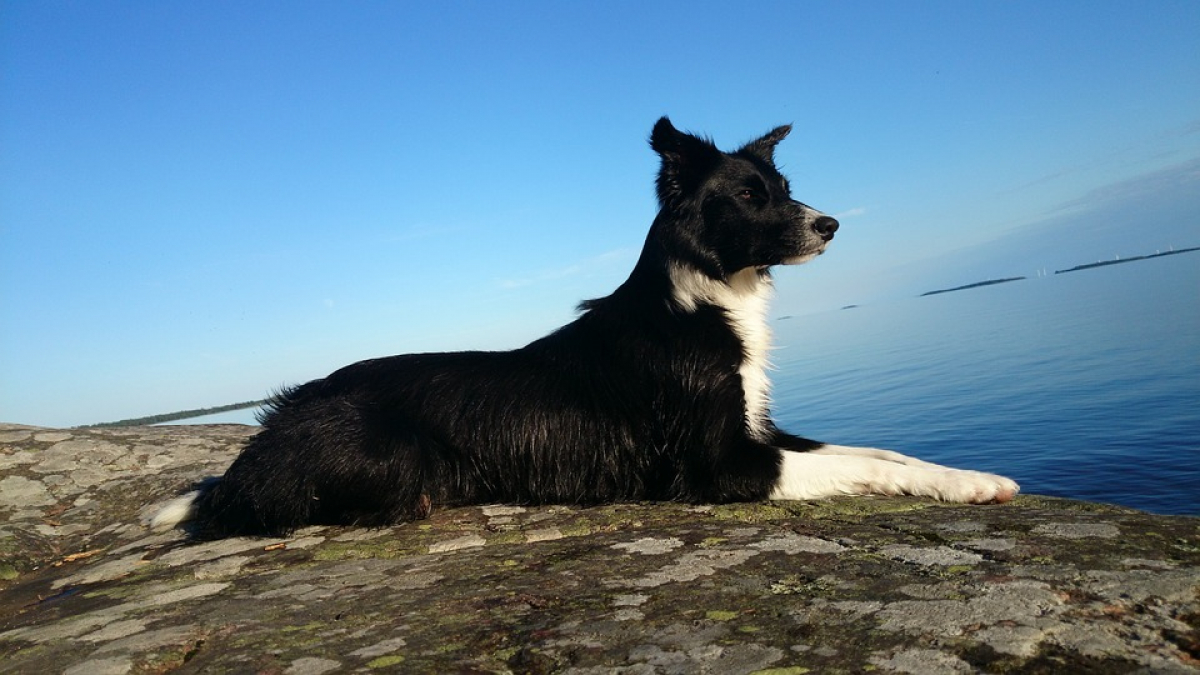 Illustration : "Après une chute d'une falaise de 60 mètres, un chien est retrouvé vivant par les pompiers !"