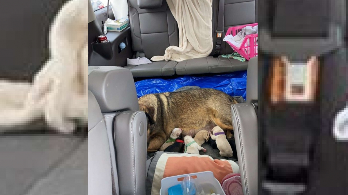 Illustration : "Une famille d'accueil passe 12 heures dans la voiture pour permettre à une chienne errante de mettre bas loin de la tempête de neige"