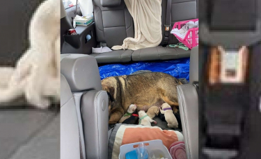 Illustration : "Une famille d'accueil passe 12 heures dans la voiture pour permettre à une chienne errante de mettre bas loin de la tempête de neige"