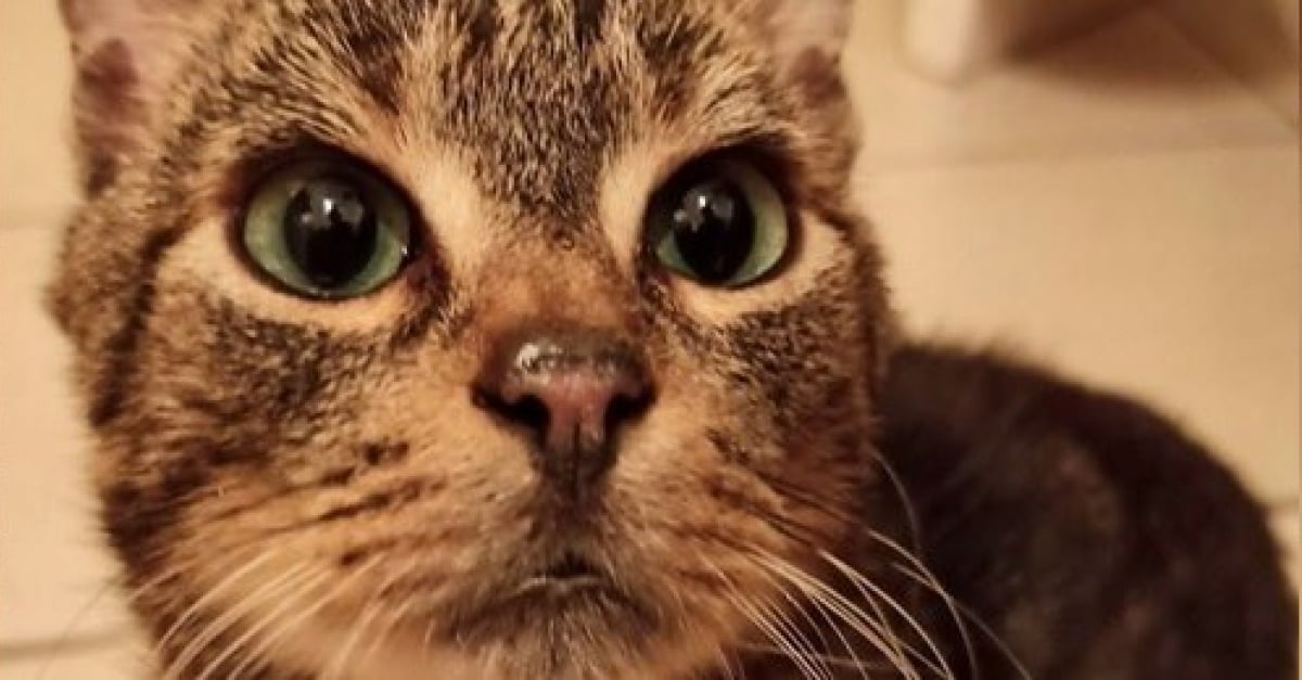 Un Chat Retrouve En Piteux Etat Sur Un Marche Pres De Caen Attend Sa Nouvelle Famille Un Chat Retrouve En Piteux Etat Sur Un Marche Pres De Caen Attend Sa Nouvelle Famille