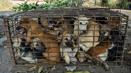 Illustration : Ils interceptent une camionnette et sauvent 61 chiens promis à l'abattoir