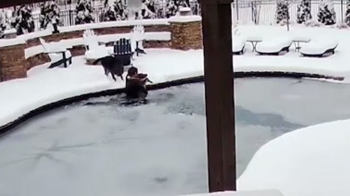 Illustration : "Une femme saute dans le fond de sa piscine gelée pour sauver son chien (vidéo)"