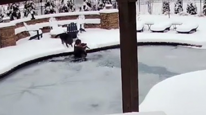 Illustration : Une femme saute dans le fond de sa piscine gelée pour sauver son chien (vidéo)