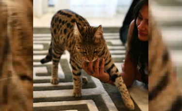 Illustration : "L'influenceuse Alix pleure la disparition de son chat Savannah et appelle à l'aide pour le retrouver ! (vidéo)"